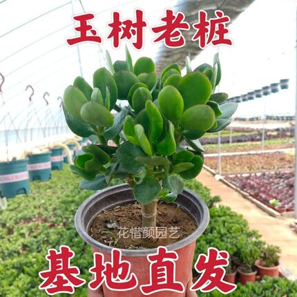 玉树盆栽红叶碧玉庭院室内阳台植物四季好养耐旱植物好养花卉绿植