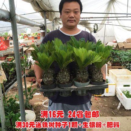 铁树盆景小苗苏铁大型户外客厅盆栽四季常青植物会议室摆放耐寒