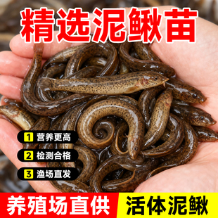 泥鳅苗鲜活喂养宠物钓鱼龙鱼活饵乌龟饲料泥鳅养殖淡水观赏鱼垂钓