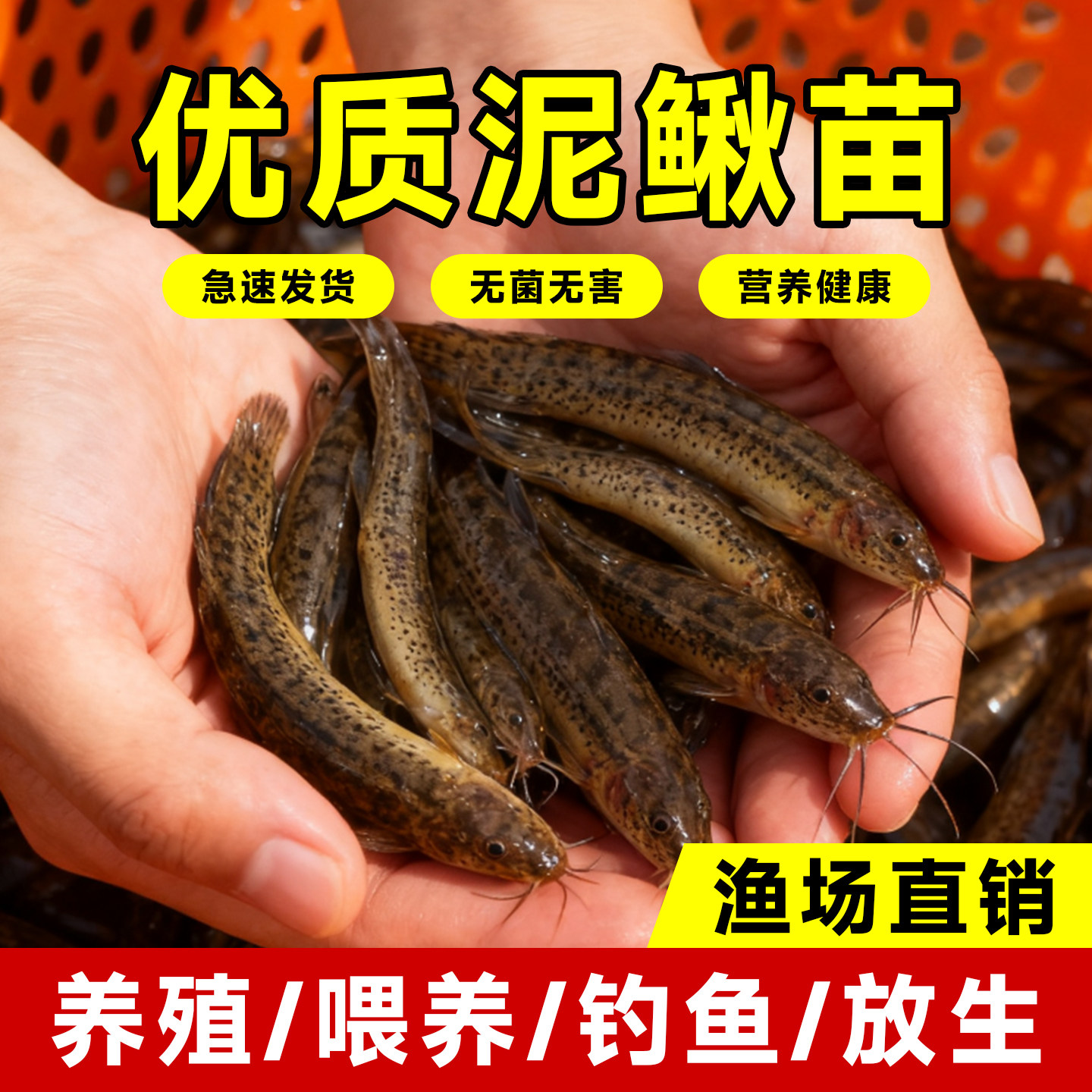 鲜活泥鳅苗喂养宠物钓鱼龙鱼活饵乌龟饲料养殖淡水观赏鱼垂活苗