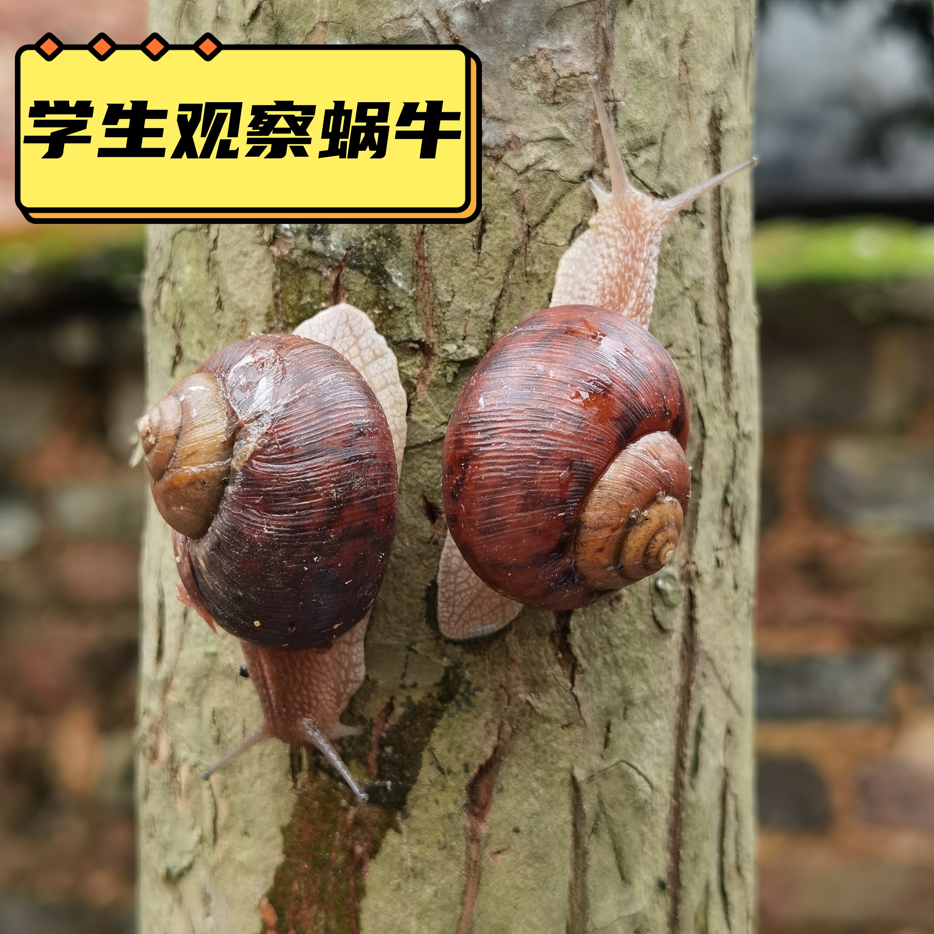 大蜗牛活体宠物白玉蜗牛套装食用蜗牛观察小蜗牛学生科学实验蜗牛