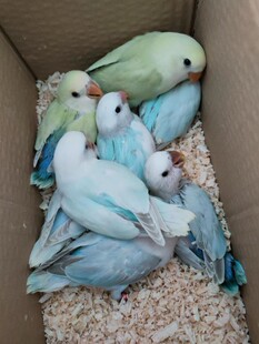 纯手养断奶粘人半毛牡丹鹦鹉雏鸟亲人宠物幼鸟活体黄绿桃断奶成年