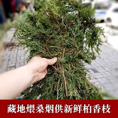 煨桑烟供火供新鲜柏香枝藏地寺院法会树枝香薰料天然藏香净宅密宗