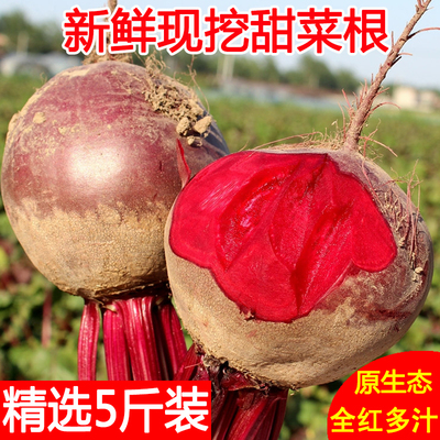 2023年农家新鲜甜菜根现挖甜菜头打汁精选红菜头纯红多汁五斤