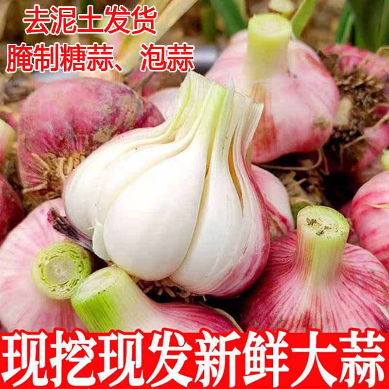 2026年现挖紫皮鲜蒜白皮鲜蒜湿蒜嫩蒜生蒜腌制糖蒜泡蒜青蒜大蒜头