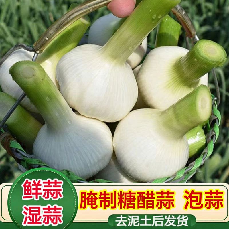 2026新鲜大蒜头鲜蒜湿蒜腌制糖蒜山东紫白皮嫩蒜生蔬菜鲜蒜青蒜