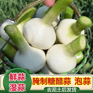 2026新鲜大蒜头鲜蒜湿蒜腌制糖蒜山东紫白皮嫩蒜生蔬菜鲜蒜青蒜