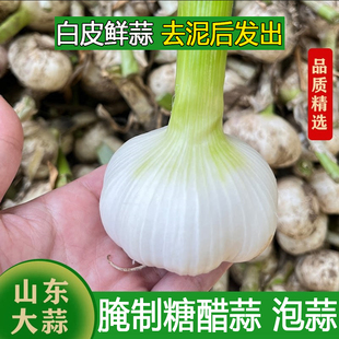 2026新鲜大蒜头鲜蒜湿蒜腌制糖蒜山东紫白皮嫩蒜生蔬菜鲜蒜青蒜