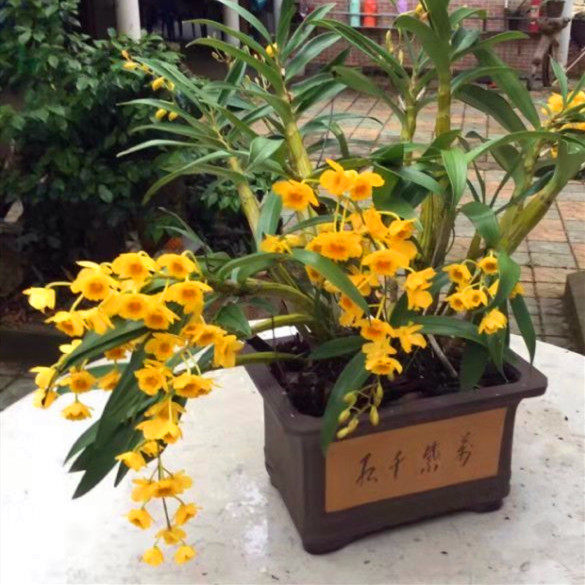 鼓槌石斛 新鲜健壮鼓槌石斛丛苗开花黄色叶子多 附生兰吊兰花盆景