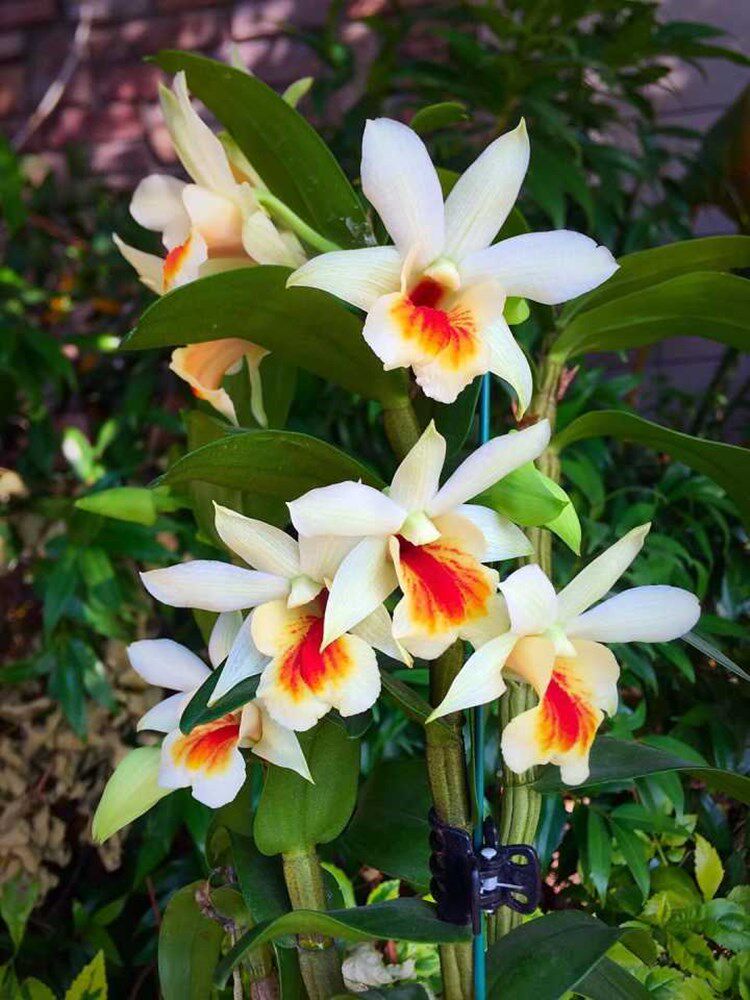 黑毛翅鄂石斛 橘子香水 有香味 带叶品种 植物漂亮 洋兰 绿植盆栽