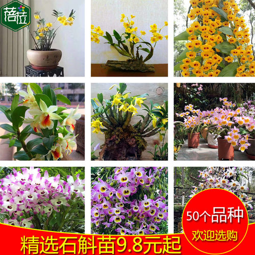 天宫石斛苗价格 天宫石斛苗图片 星期三 天宫石斛苗价格 天宫石斛苗图片 星期三