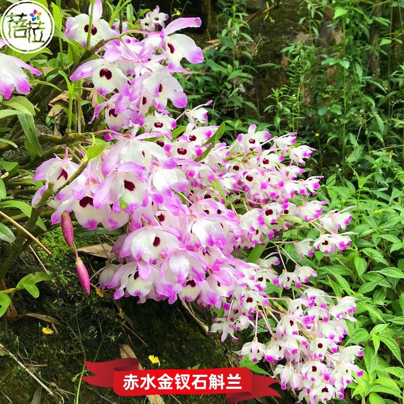 赤水金钗石斛兰 带叶开花品种 药用价值高 株型漂亮  花卉 吊兰花