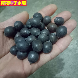 手串黑莲子饱满荷花莲子太空莲种莲花莲子可水培发芽家庭盆栽花卉