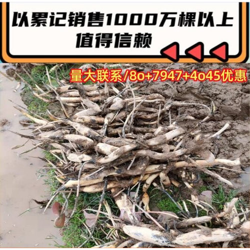 太空36号莲藕苗纯种主产莲子莲蓬