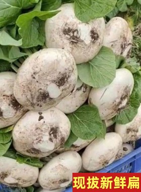 江西盘菜新鲜扁萝卜广昌大头菜个大均匀嫩甜农家自产时令蔬菜现发
