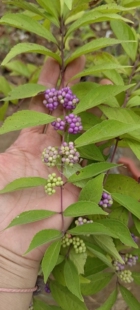 小叶紫珠盆景熟桩净化空气植物室内办公桌阳台庭院造型盆栽