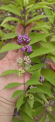 小叶紫珠盆景熟桩净化空气植物室内办公桌阳台庭院造型盆栽