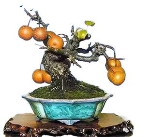 原生棠梨老庄盆景熟桩室内办公桌阳台庭院美观绿植疙瘩造型盆栽