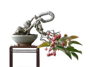 鬼箭羽火焰卫矛盆景老桩净化空气植物室内办公桌阳台造型绿植盆栽