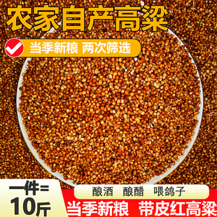 新红高带皮高粱去壳高粱米酿酒高粱喂鸽子鸽粮去壳红高粱10斤包邮