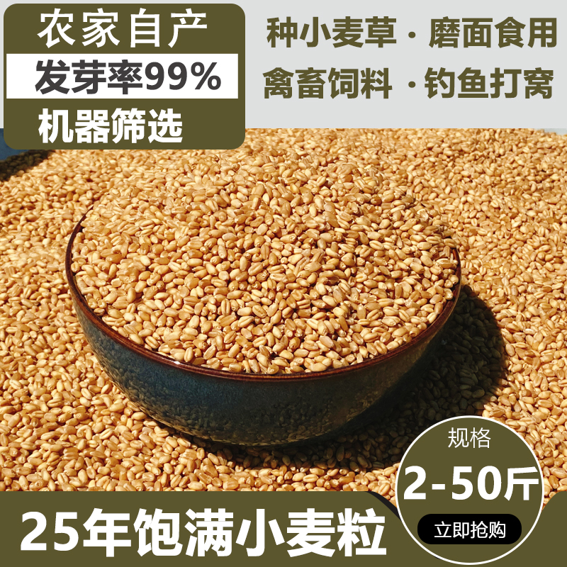 当季新粮小麦粒喂鸽子喂鸡鸽子鸟