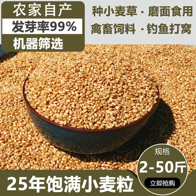 新小麦粒带皮小麦酿酒发芽猫草磨面食用做麦芽糖喂鸽子喂鸡鸽子鸟