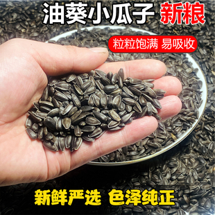 鹦鹉饲料油葵生黑珍珠小瓜子鸟食鸽粮文鸟黄雀仓鼠吃零食油葵花籽
