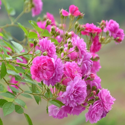 （3棵包邮）甜蜜马车月季花苗微型多头庭院浓香灌木紫红微月阳台