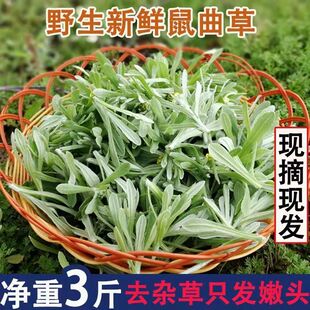 江西纯野生食用新鲜鼠曲草清明草现摘现发鼠麴田艾草清明果团材料