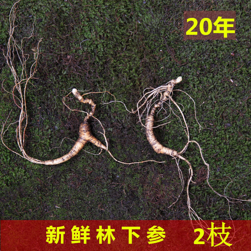 长白山鲜人参 林下参现挖新鲜带土野生山参小人参20年根林下籽货