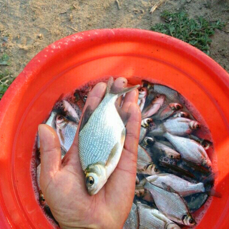淡水鳊鱼苗武昌鱼苗三角鲂鱼团头鲂三角边活体沙边鱼养殖冷水包邮