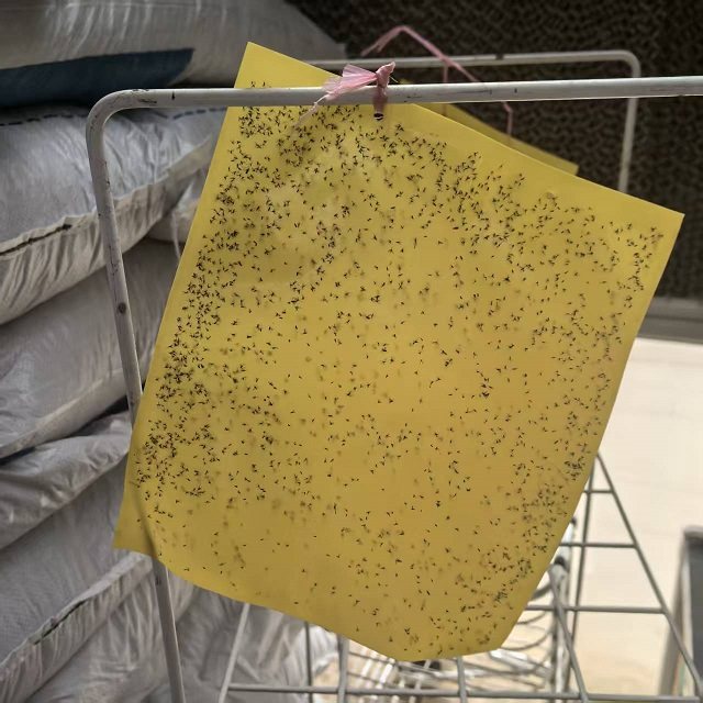 环保无公害灭虫黄色双面粘虫板粘虫纸小黑飞25*20cm-10张蓟马果蝇,鲜花速递/花卉仿真/绿植园艺,其它园艺用品,淘宝优惠券,粉丝福利购,淘宝优惠卷