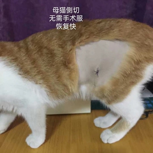 北京猫绝育 母猫侧切绝育小伤口无需手术服 公猫绝育宠物医生上门