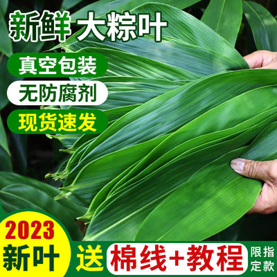 新鲜大粽叶50片新鲜芦苇叶