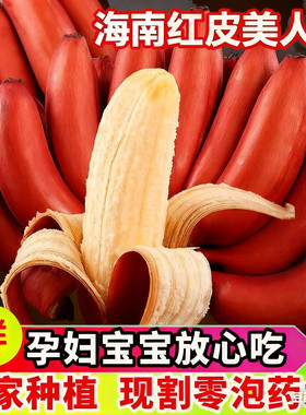 海南红皮蕉美人蕉咖啡蕉香蕉芭蕉