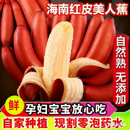 海南红皮蕉美人蕉咖啡蕉香蕉芭蕉