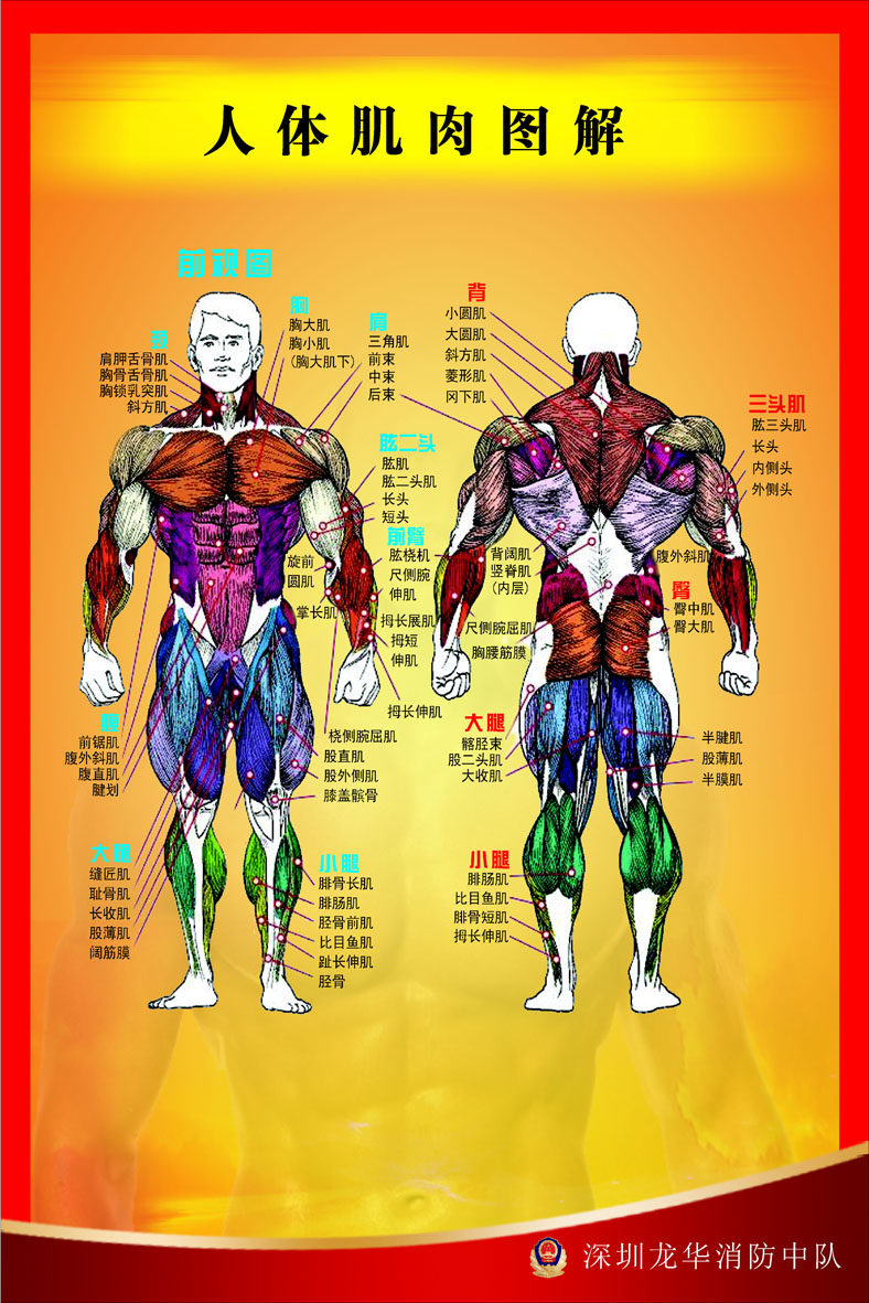 698薄膜海报印制展板喷绘写真607健身馆室装饰知识图人体肌肉图解