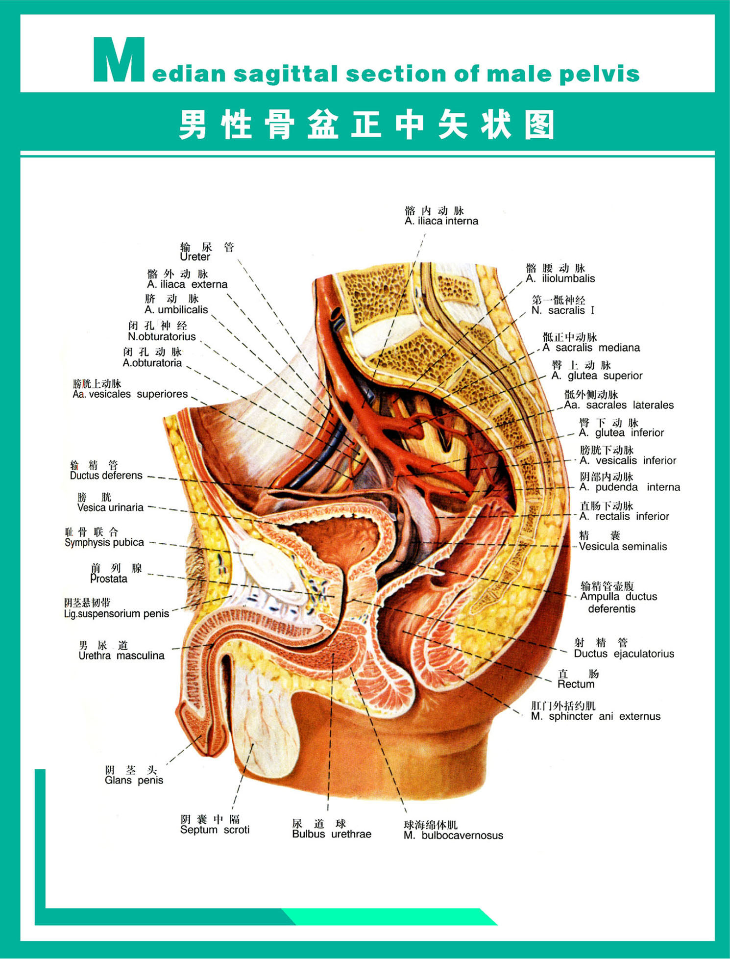 429薄膜海报印制展板喷绘写真15医院解剖图男性盆骨
