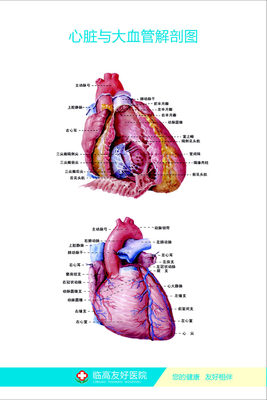 701薄膜海报印制展板喷绘写真936医院心脏与大血管解剖图