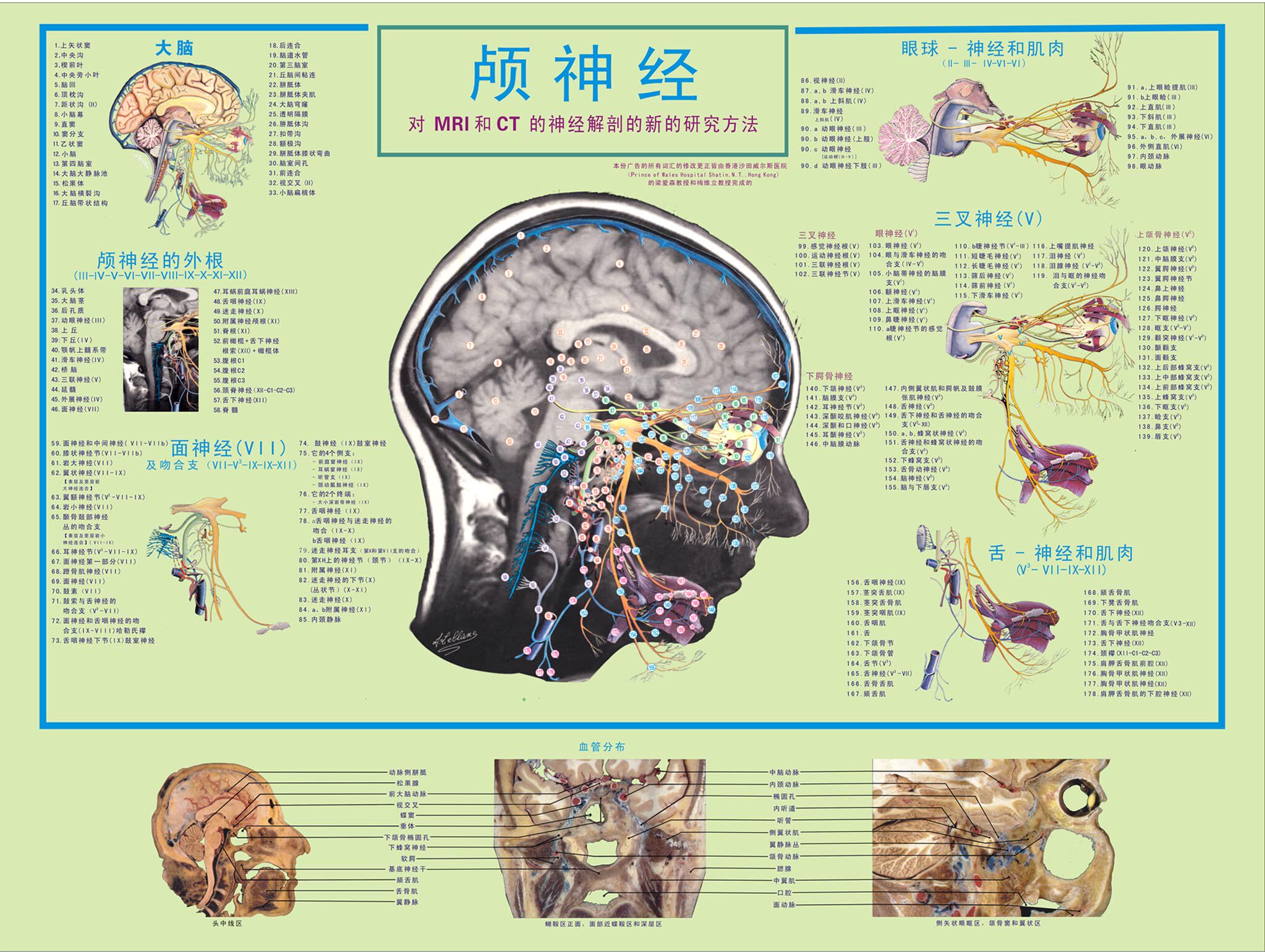 429薄膜海报印制展板喷绘写真54大脑解剖图2