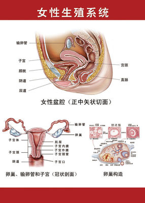 569薄膜海报印制展板喷绘写真384医院挂图女性生殖系统解剖图