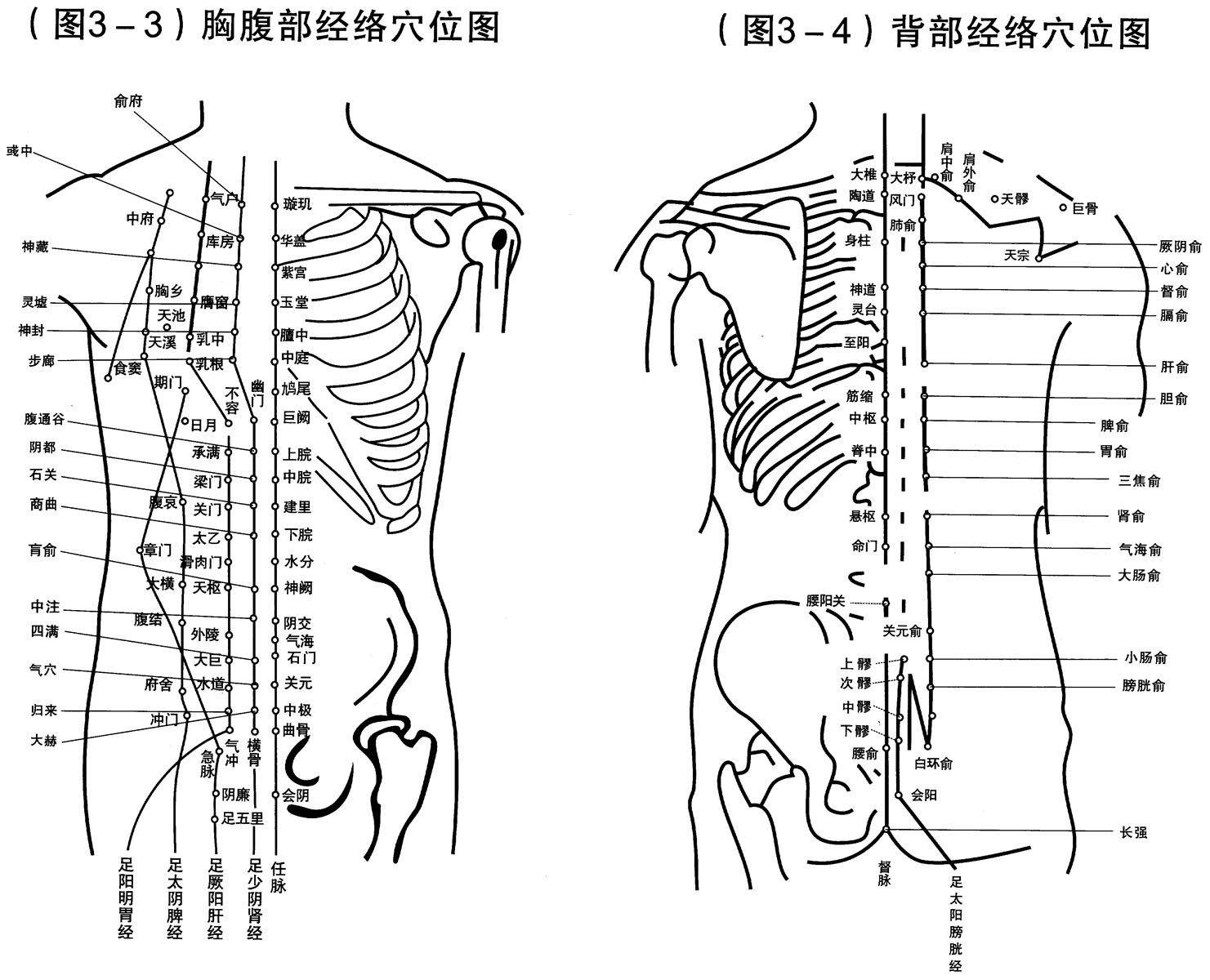 569薄膜海报印制展板喷绘写真3胸腹部经络穴位背部经络穴位图