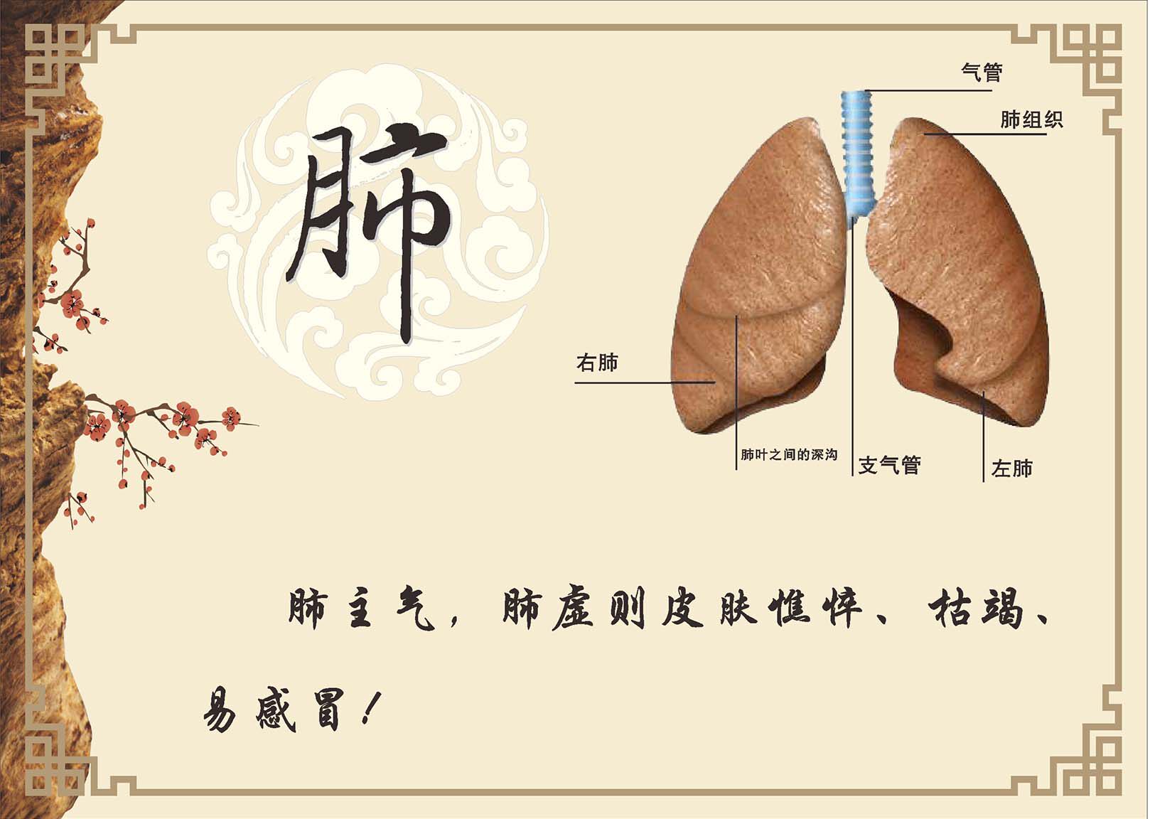 770肺部位示意图中医养生馆装饰宣传墙贴纸挂图薄膜海报印制1055
