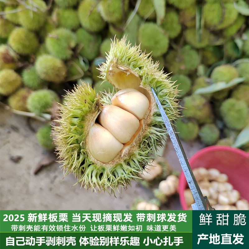 2025生鲜板栗子新鲜栗子生吃脆甜