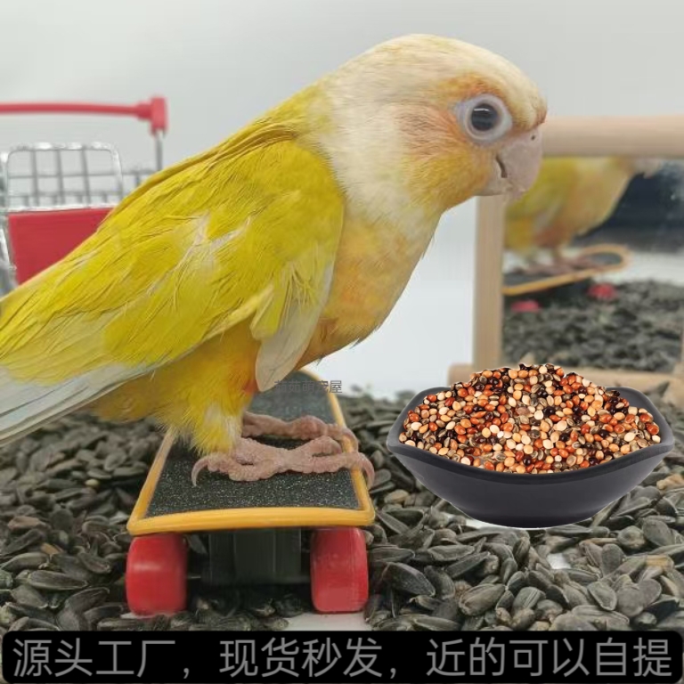小太阳黄边凤梨肉桂蓝化绿颊和尚雏鸟标识鸟类混合粮雏鸟牡丹奶粉