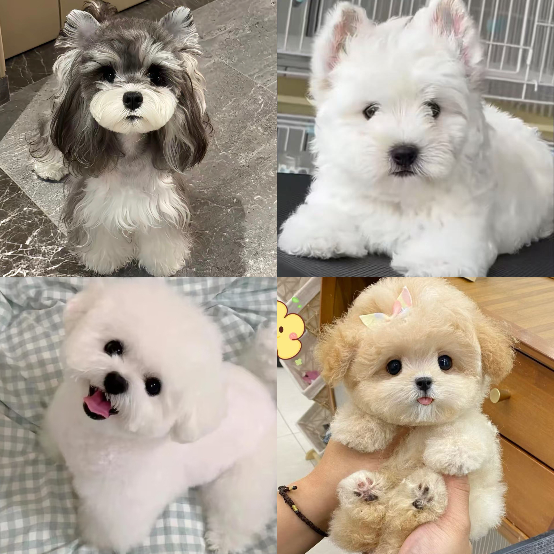 小燕总家雪纳瑞比熊马尔泰西高地西施马尔济斯马尔泰泰迪熊约克夏