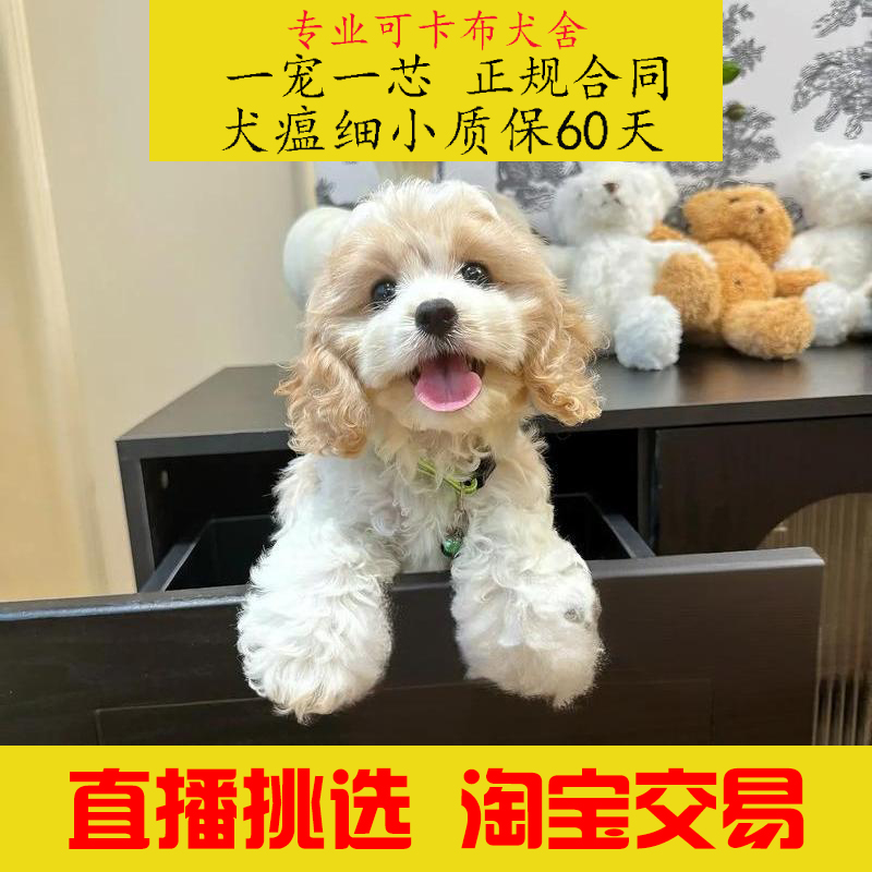 小燕總可卡布犬舍小型犬陪伴犬