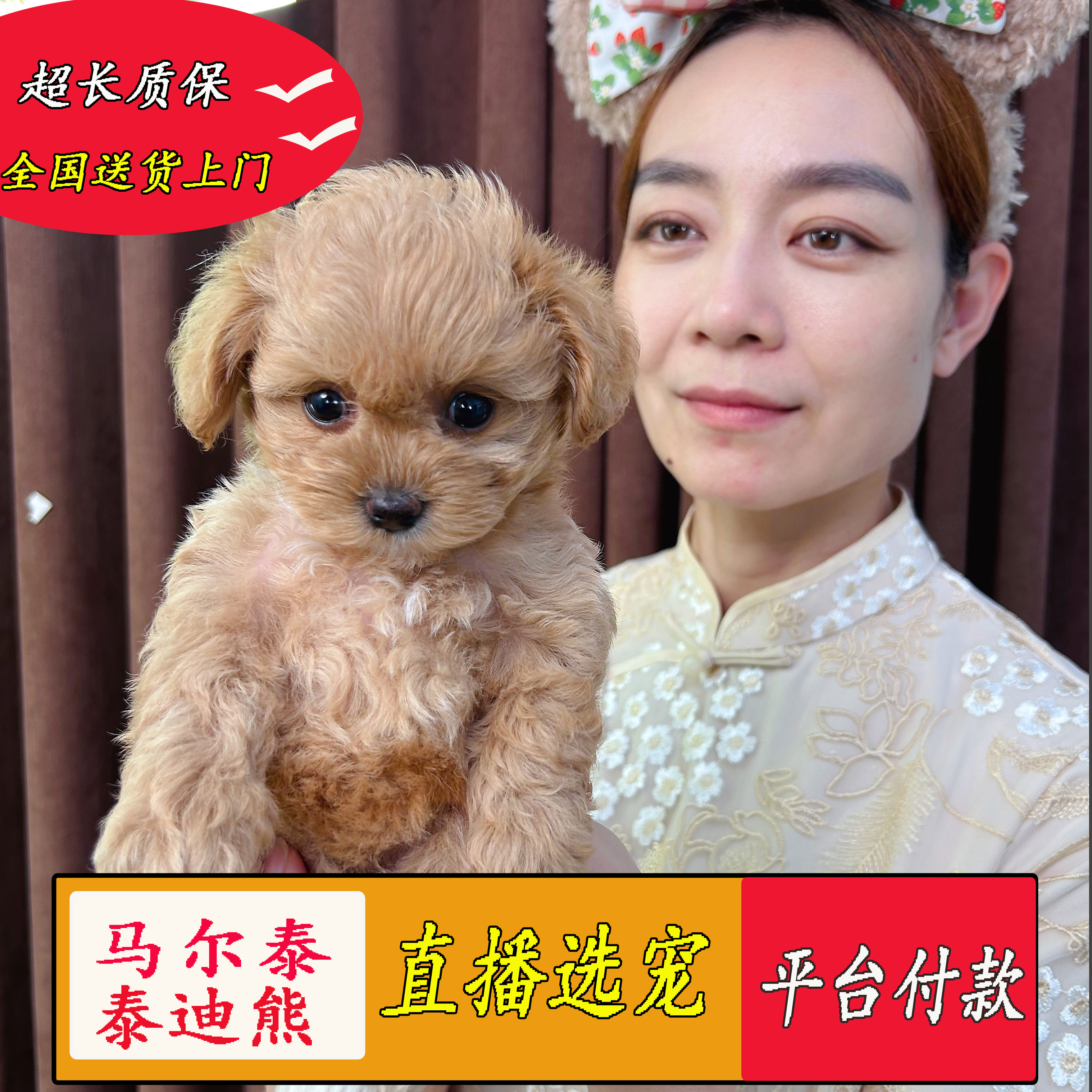 马尔泰泰迪熊送货上门淘宝交易