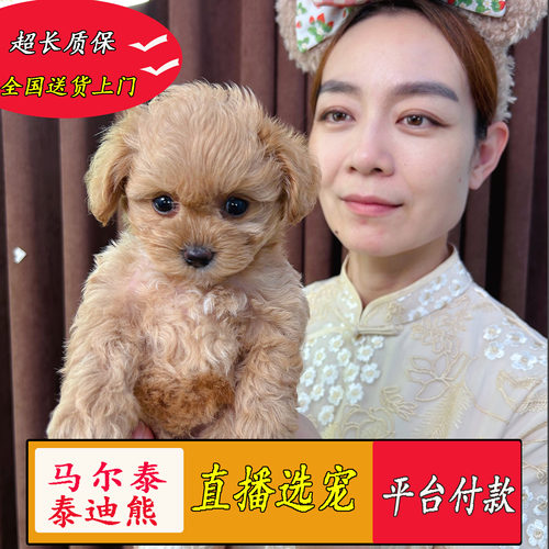 马尔泰泰迪熊送货上门淘宝交易