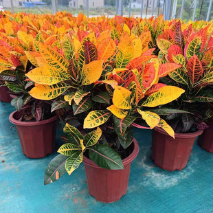 变叶木盆栽 彩色木 洒金榕星点木耐热耐晒好养彩色观叶植物  包邮